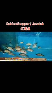 Jenahak