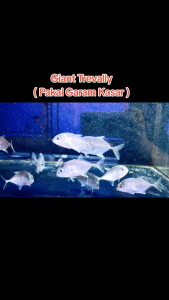 Giant Trevally