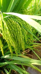 READY!!!! 1 KG BENIH PADI MR 219 BIBIT BENIH PADI UNGGUL BATANG BESAR ANTI ROBOH