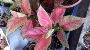 Aglaonema Dragon Lush and Big size