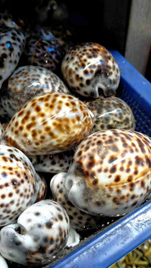 cangkang kerang - kerang kuwuk besar - 100 gr - kerang matan - perlengkapan akuarium - kerajinan kulit kerang