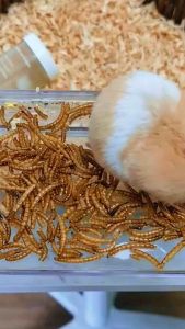 Exotic Hipro High-Protein Organic Snack for Small Pets - All-Natural Dried Worms & Insects for Rabbits Birds & Others 20g/25g/30g