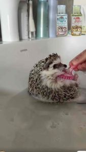 แชมพูอาบน้ำแกสบี้เม่นแคระชูการ์ ดอร์เมาส์ สัตว์เล็กต่างๆ หอม อ่อนโยนต่อทุกเส้นขน 60 ml.