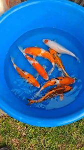 JAPAN KOI LOCAL BREED 10-12” SUPER PREMIUM GRADE 7pcs COMBO at 2660