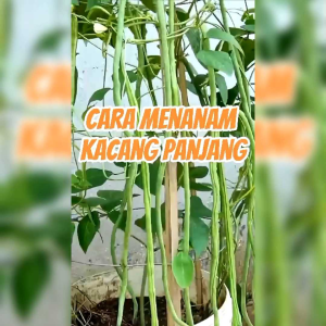 40 BUTIR/BENIH KACANG PANJANG PANZER