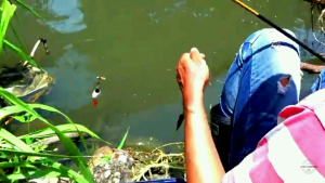 essen ikan nila media lumut paling gacor terlaris dewa 30 ml siap pakai