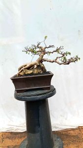 BONSAI POHON BERINGIN/FICUS BENJAMINA/BERINGIN LOKAL