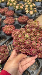 เจลลี่บีน ขนาด 4 -5นิ้ว ไม้อวบน้ำ มีรอบเข้า ทักก่อนสั่งได้ค่ะ #ไม้อวบน้ำ #แคสตัส ต้นไม้อวบน้ำ เลี้ยงง่าย เหมาะกับมือใหม่หัดปลูกต้นไม้ คนที่ไม่ค่อยมีเวลาดูแล หรือคนที่กำลังมองหาต้นไม้เล็ก ๆ สักต้นมาประดับบ้าน 📌ไม้อวบน้ำ กำลังเป็นกระแสของคนรักปลูกต้นไม