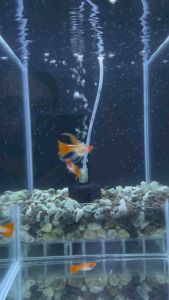 🔥NEW@HOT🔥 Albino KOI LONG Ear SHORTBODY Ribbon GlassBelly BIG FinC 🇻🇳 Guppy Fish Pair (TOP PREMIUM GRADE)