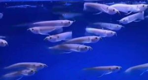 [Wholesale Price]🔥Silver Arowana - AquaX Live Fish With D.O.A. *Ship West & East Malaysia* ~Farm Direct Sell