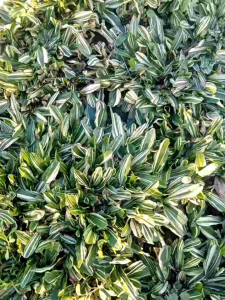 cỏ lá gừng cẩm thạch bao 0.5 mét vuông