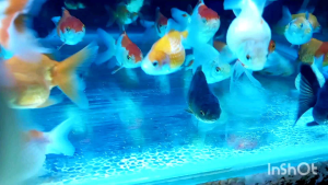 Pearl scale/ ping pong ball goldfish /珠鳞