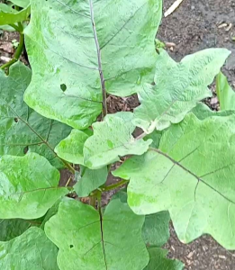 BIJI | BENIH TERONG UNGU PONDOH  BESAR F1