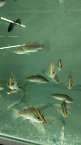 Freshwater Siakap