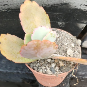 Karachi 5.5cm pot