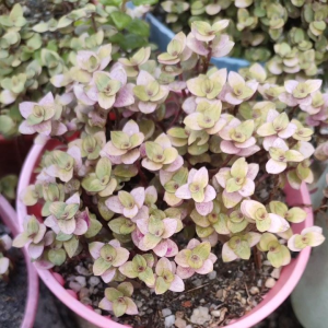 Beautiful and Colorful Callisia - Easy to Plant for Beginners