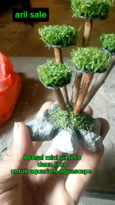 bonsai mini sintetis daun lima untuk aquarium aquascape