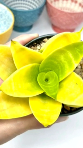 tanaman hias sensivera golden lemon  Hahni lime