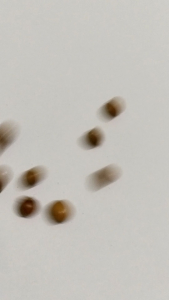 Benih Kecipir Paket & Bibit Kecipir Lalap