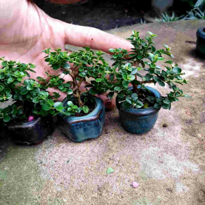 Sam hương siêu mini Combo 3 cây kèm chậu Bát Tràng