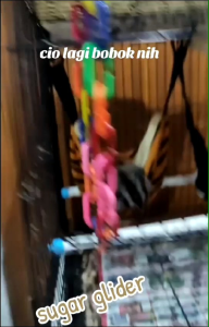 Hammock Sugarglider Model Saku Doraemon