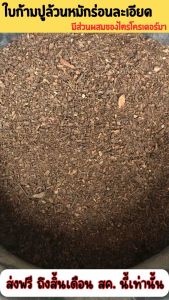 ใบก้ามปูล้วนหมักร่อนละเอียด มีส่วนผสมไตรโครเดอร์มา ไม่มีดินผสม ปุ๋ยบำรุงต้นไม้ ประโยชน์ดีต่อต้นไม้