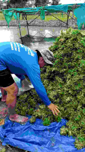 หญ้าไทเปชุด1ตารางเมตร