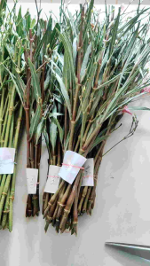 กิ่งพันธุ์ ฟ้าประทานพร หรือต้อยติ่งฝรั่ง