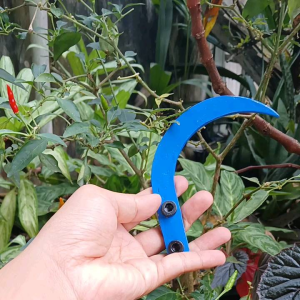 taji egrek KlS Palm king long Ultra dan KLS Long