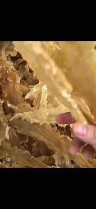 Red Sea Herbs 纽西兰鳕鱼胶 / 新西兰鳕鱼胶 / 花胶 (100g) New Zealand Cod Fish Maw