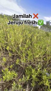 BUAH JERUJU FRESH PENAWAR BISUL DAN KANSER (1Set oder 10-15biji)