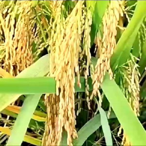 (5KG) Benih Padi CIBATU GENJAH Bibit Padi Super Kualitas Terbaik