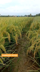 Benih Padi UNGGUL CIHERANG SUGIH ASLI Kemasan 5kg