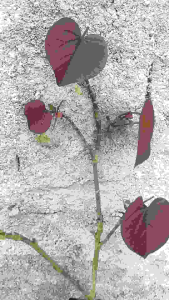 Waru Super Red PER 3 Batang: Berkualitas Tinggi untuk E-commerce