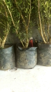 Bahan Bonsai Boxsus: Desain & Perawatan