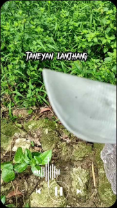 Pisau Baja Super Tajam: Bodeng Lancip Cap RR & Cara Penggunaannya