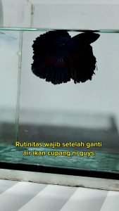 Daun Ketapang Laut Sudah Di Olah Fermentasi Siap Pakai