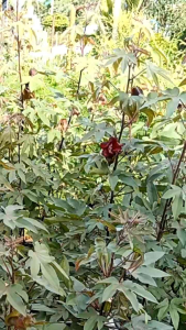 ฝ้ายแดง กระถาง 11 นิ้ว ต้นสวยและแข็งแรง (กทม)