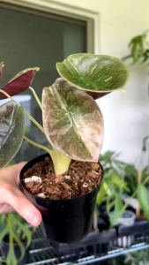 ต้น Alocasia Cuprea Pink ล๊อตลุ้นลายด่าง ขนาด 4 นิ้ว