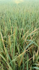 Benih Padi 75 Hari Berkualitas Unggul Kemasan 5kg