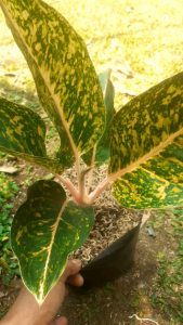 Aglonema luk meang tanaman hias cantik