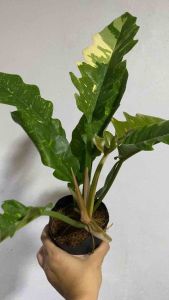 Philodendron Serratum GREEN GOLDEN VARIEGATED