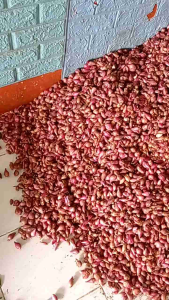 bawang merah fresh/ bawah merah segar & murah