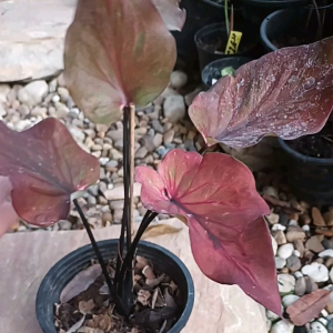 บอนสีลูกไม้ใบไทยกระถาง6"฿118