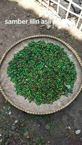 Samber Lilin Asli 5 Ekor Utuh & Lilin Ungu Betina Jantan: Pengasihan dan Pemikat