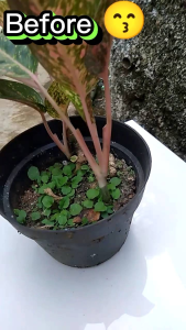 Pupuk Organik Ramah Lingkungan: Pupuk Kohe Kandang Kemasan 500 Gram