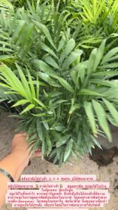 ต้นไม้ฟอกอากาศ