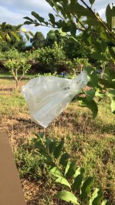 กระดาษห่อฝรั่ง เเบบหนามีลายใช้ห่อเเผ่นเดียว ขนาด 8x12 นิ้ว มีประมาณ 220 เเผ่น กันเเดด ทนฝน ทนทุกสภาพอากาศ (ไม่ใช่กระดาษคราฟท์) ใช้ได้หลากหลาย