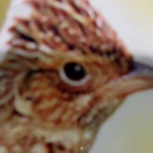 Makanan Burung Branjangan Kenari RISIH EBOD JAYA Mengandung Herbal Almi Bersih Higienis berkualitas