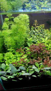COMBO 5 LOW TECH AQUASCAPE